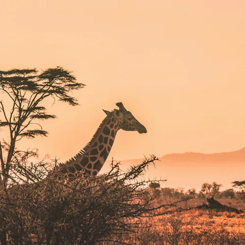Flodkryssning på Zambezi i Afrika